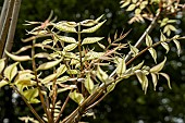 RHUS TOXIODENDRON