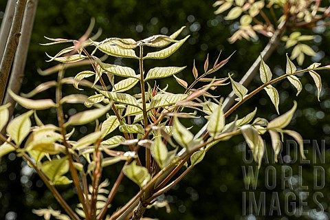 RHUS_TOXIODENDRON