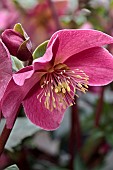 HELLEBORUS HGC ICE N ROSES EARLY RED (COSEH 5300)