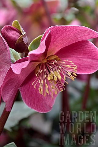 HELLEBORUS_HGC_ICE_N_ROSES_EARLY_RED_COSEH_5300