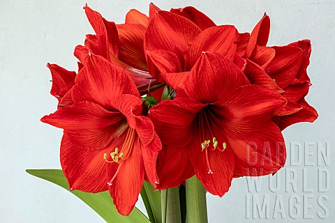HIPPEASTRUM_RED_RIVAL