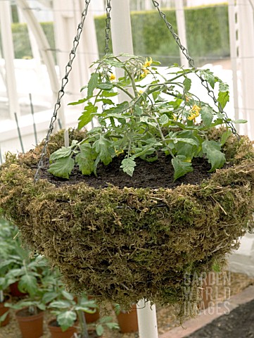 NEW_TOMATO_PLANT_IN_HANGING_BAKET_LINED_WITH_MOSS