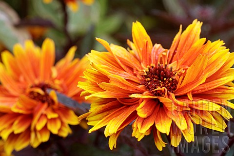 HELIOPSIS_HELIANTHOIDES_VAR_SCABRA_FUNKY_SPINNER