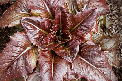 LACTUCA_SATIVA_REALLY_RED_DEERS_TONGUE