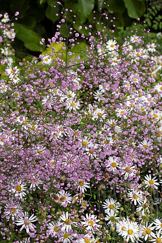 THALICTRUM_DELAVAYI_HEWITTS_DOUBLE_WITH_ASTER_LADY_IN_BLUE