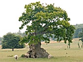 GNARLED OAK,  SUSSEX COUNTRYSIDE