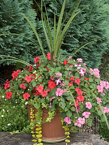 CONTAINER_WITH_IMPATIENS__CORDYLINE