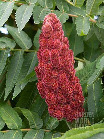 RHUS_TYPHINA__STAGS_HORN_SUMACH__AUGUST
