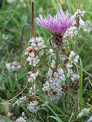 CUSCUTA_EPITHYMUM__COMMON_DODDER__NATIVE_ANNUAL_PARASITE_LIVING_ON_GREATER_KNAPWEED
