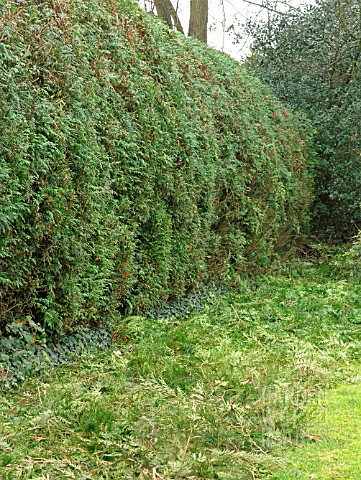 THUJA_PLICATA_HEDGE_WITH_TRIMMINGS_ON_GROUND