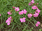 DIANTHUS CORTHUSIANORUM,  HARDY PERENNIAL