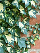 HEDERA GOLDHEART,  VARIEGATED IVY