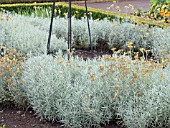 HELICHRYSUM ANGUSTIFOLIUM & SANTOLINA INCANA,  CURRY PLANT & INDIAN COTTON,  PERENNIAL HERB AS DIVIDING HEDGES IN HERB GARDEN