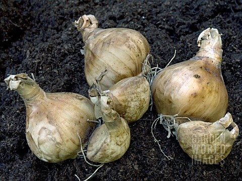 NARCISSUS_SUN_DISC__MOTHER__DAUGHTER_BULBS__READY_FOR_POTTING