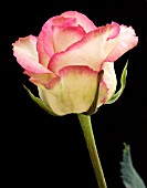 ROSA CEZANNE,  HYBRID TEA,   CUT FLOWER ROSE