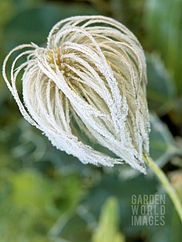 CLEMATIS_TANGUTICA__SEEDHEAD_WITH_FROST