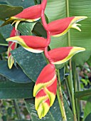 HELICONIA ROSTRATA,  HANGING LOBSTERS CLAW