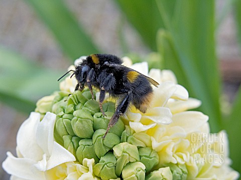 BUMBLE_BEE_ON_HYACINTHUS_CITY_OF_HAARLEM