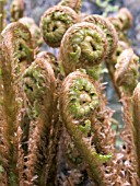 DRYOPTERIS PSEUDOMAS (SCALY MALE FERN),  SPRING FRONDS