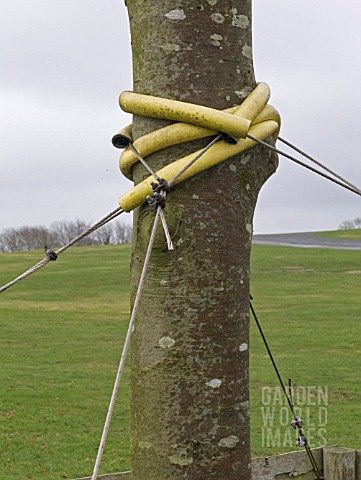 TREE_SUPPORT