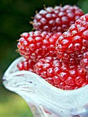 TAYBERRY,  SUMMER FRUIT SERVING