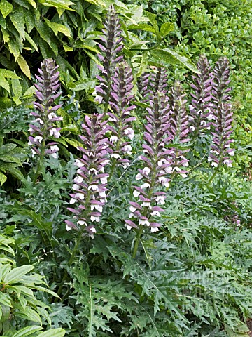 ACANTHUS_SPINOSUS_AGM_SPINY_BEARS_BREECHES