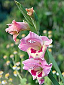 GLADIOLUS BUTTERFLY TYPE, HARDY BULB