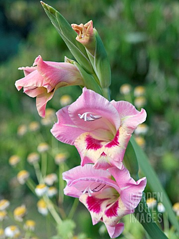 GLADIOLUS_BUTTERFLY_TYPE_HARDY_BULB