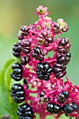 PHYTOLACCA CLAVIGERA, INDIAN POKEWEED