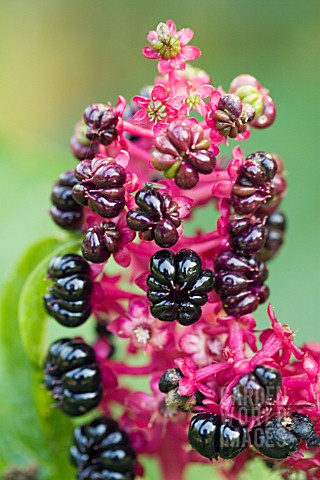 PHYTOLACCA_CLAVIGERA_INDIAN_POKEWEED