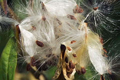 ASCLEPIAS_RED_BUTTERFLY_SEEDPODS_WITH_EXPLODED_SEEDS