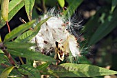 ASCLEPIAS RED BUTTERFLY, SEEDPODS WITH EXPLODED SEEDS