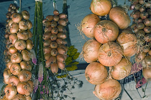 ALLIUM_ONIONS_SHALLOTS__FLOWERS_HANGING_IN_THE_POTTING_SHED_FOR_WINTER_DRYING_OCTOBER