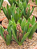 HYACINTHUS ORIENTALIS PINK PEARL, HARDY BULB FORCING