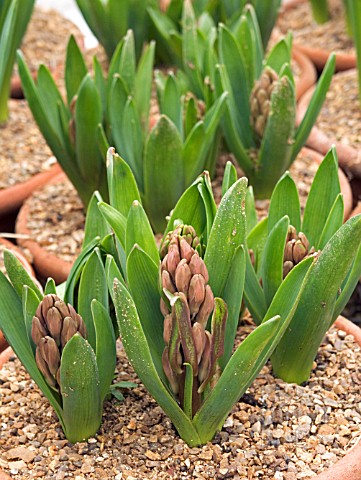 HYACINTHUS_ORIENTALIS_PINK_PEARL_HARDY_BULB_FORCING