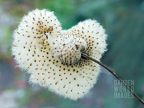 ANEMONE_JAPONICA__EXPLODED_SEED_POD__JANUARY