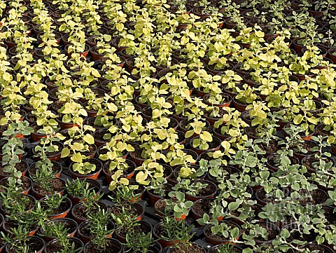 HELICHRYSUM_PETIOLARE_IN_POTS_FOR_SALE_REDY_TO_PLANT