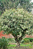 HEDERA CANARIENSIS GLOIRE DE MARENGO,  ADULT SPECIMEN GROWING ON APPLE TREE,  HARDY CLIMBER,  FEBRUARY