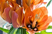 FRITILLARIA IMPERIALIS,  CROWN IMPERIAL,  SHOWING TEARS OF MARY