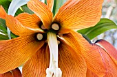FRITILLARIA IMPERIALIS,  CROWN IMPERIAL,  SHOWING TEARS OF MARY,  HARDY BULB,  MARCH