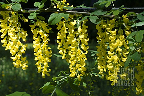 LABURNUM_X_WATERERI_VOSSII_HARDY_TREE_TRAINED_AS_AN_ARCH_MAY