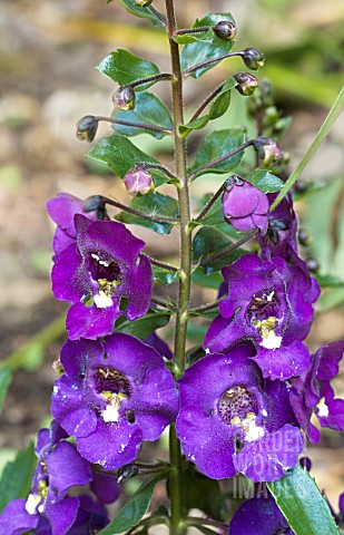 ANGELONIA_ANGELFACE_BLUE_HALFHARDY_BEDDING_PLANT
