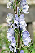 ACONITUM STAINLESS STEEL, HARDY PERENNIAL, JUNE