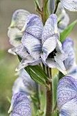 ACONITUM STAINLESS STEEL, HARDY PERENNIAL, JUNE