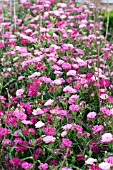 DIANTHUS DYNASTY PINK MAGIC