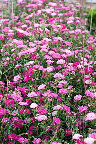 DIANTHUS_DYNASTY_PINK_MAGIC