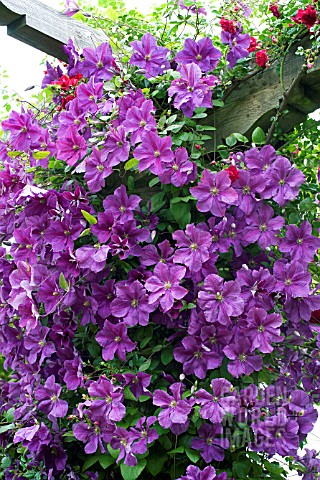 CLEMATIS_VICTORIA_HARDY_CLIMBER_WITH_ROSA_EXCELSA_RAMBLER_ROSE