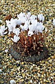 CYCLAMEN HEDERIFOLIUM,  HARDY BULB,  MATURE SPECIMEN WITH EXPOSED TUBER,  OCTOBER