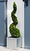 TOPIARY CONIFER IN SQUARE METAL PLANTER,  JULY