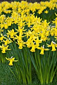 NARCISSUS FEBRUARY GOLD, (CYCLAMINEUS GROUP)